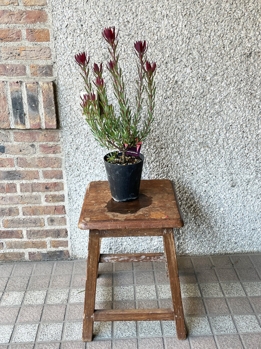 【オージープランツ】リューカデンドロン・レッドデビル | 2312入荷