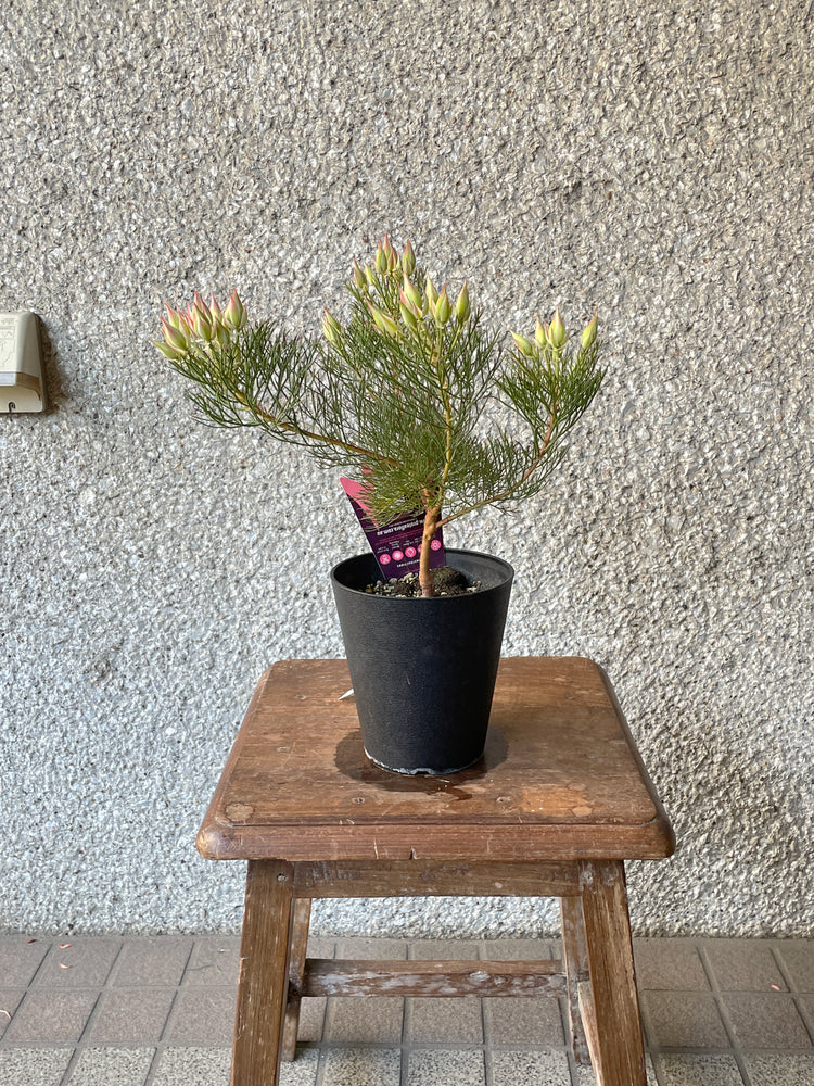 【オージープランツ】セルリア・プリティーピンク|2312入荷