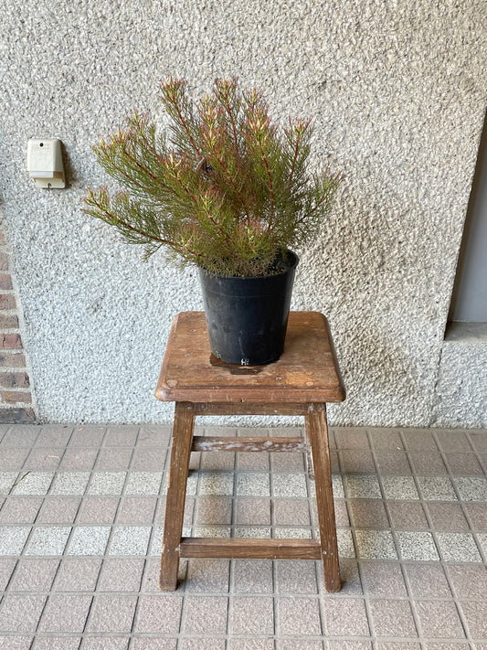 【オージープランツ】ジョーイセルリア・カルメン|2312入荷