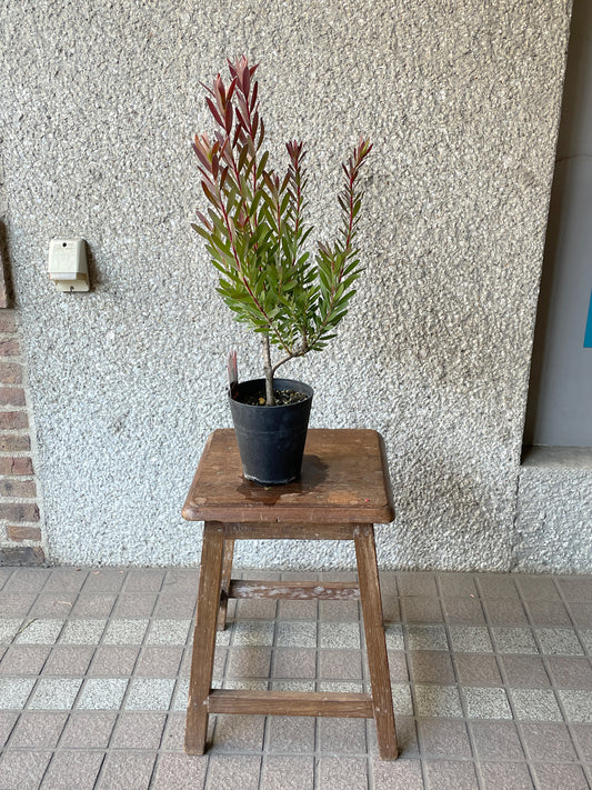 【オージープランツ】リューカデンドロン・レッドジェム | 2312入荷