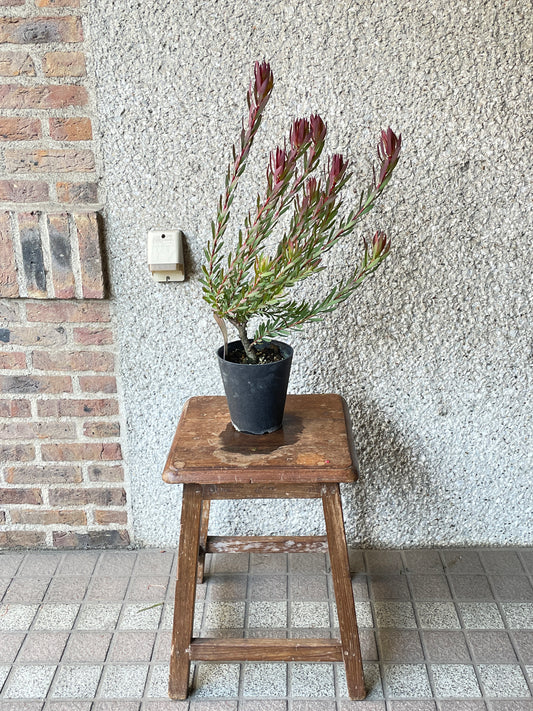 【オージープランツ】リューカデンドロン・エイミー|2312入荷