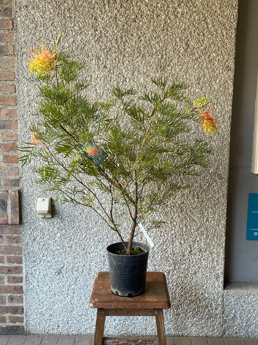 【オージープランツ】グレビリア・ピーチ&クリーム|2312入荷