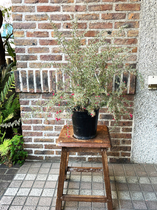 【オージープランツ】グレビリア・ブラックレンジ|2312入荷