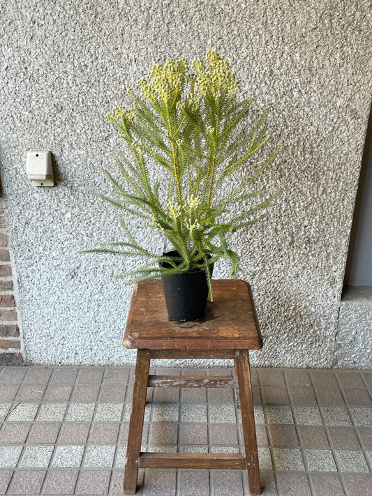 【オージープランツ】バーゼリア | 2312入荷