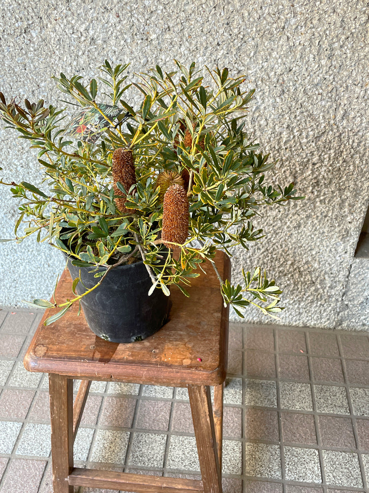 【オージープランツ】バンクシア・パラドサ|2312入荷