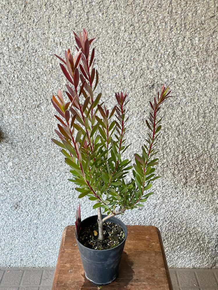 【オージープランツ】リューカデンドロン・レッドジェム | 2312入荷