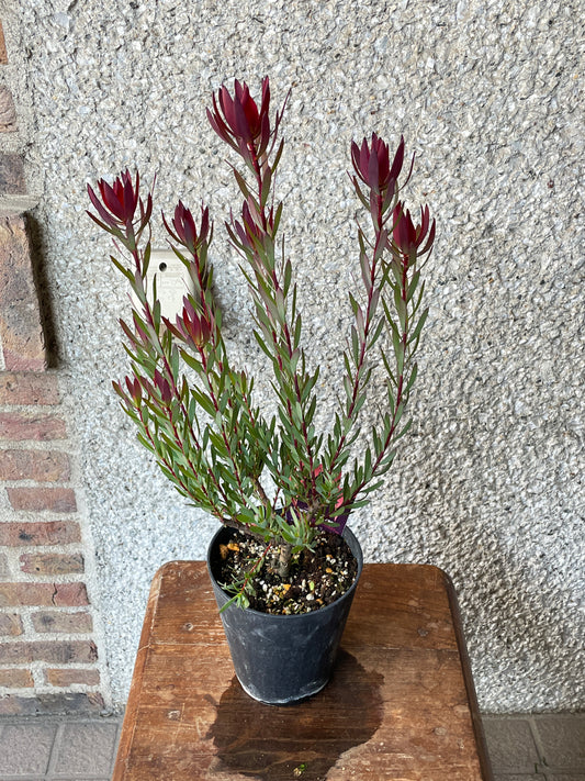 【オージープランツ】リューカデンドロン・レッドデビル | 2312入荷
