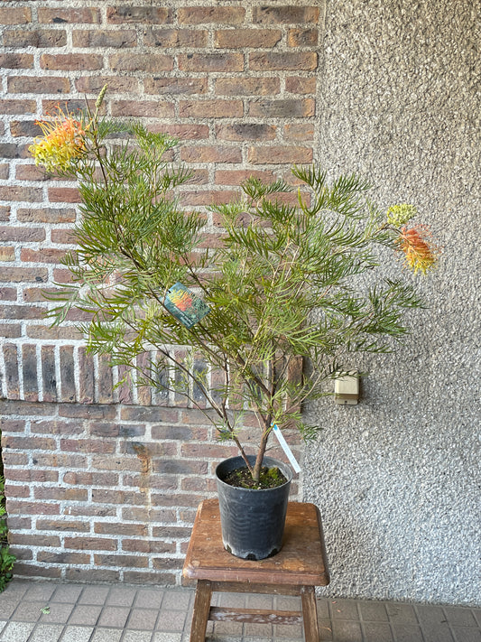 【オージープランツ】グレビリア・ピーチ&クリーム|2312入荷