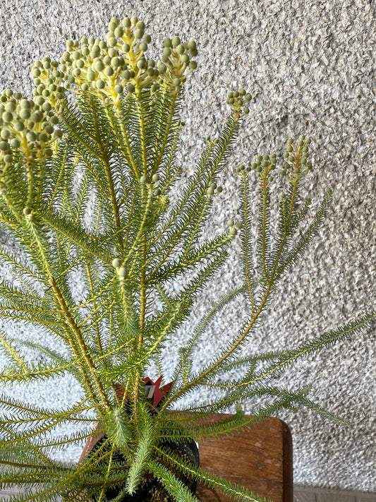 【オージープランツ】バーゼリア | 2312入荷