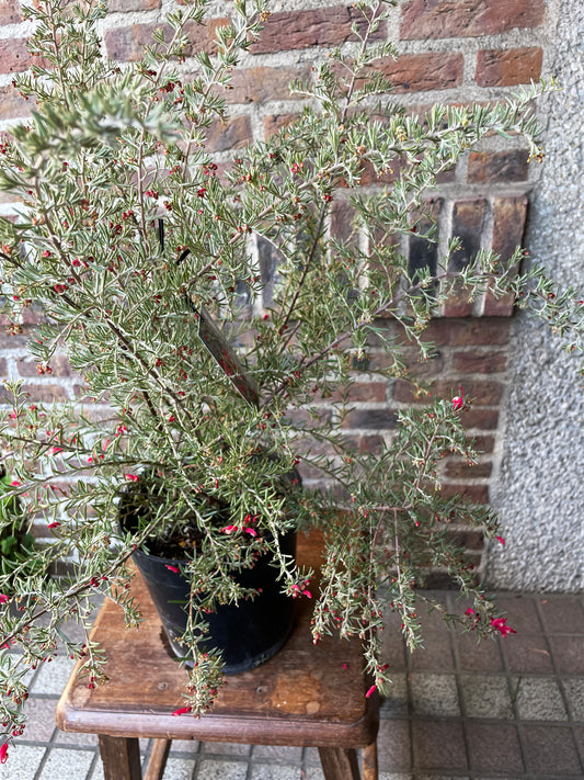 【オージープランツ】グレビリア・ブラックレンジ|2312入荷