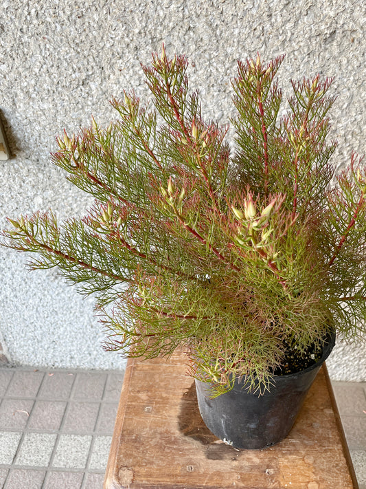 【オージープランツ】ジョーイセルリア・カルメン|2312入荷