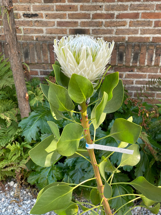 【オージープランツ】キングプロテア|2312入荷