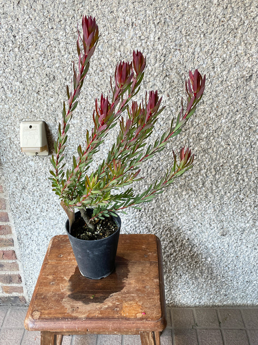 【オージープランツ】リューカデンドロン・エイミー|2312入荷