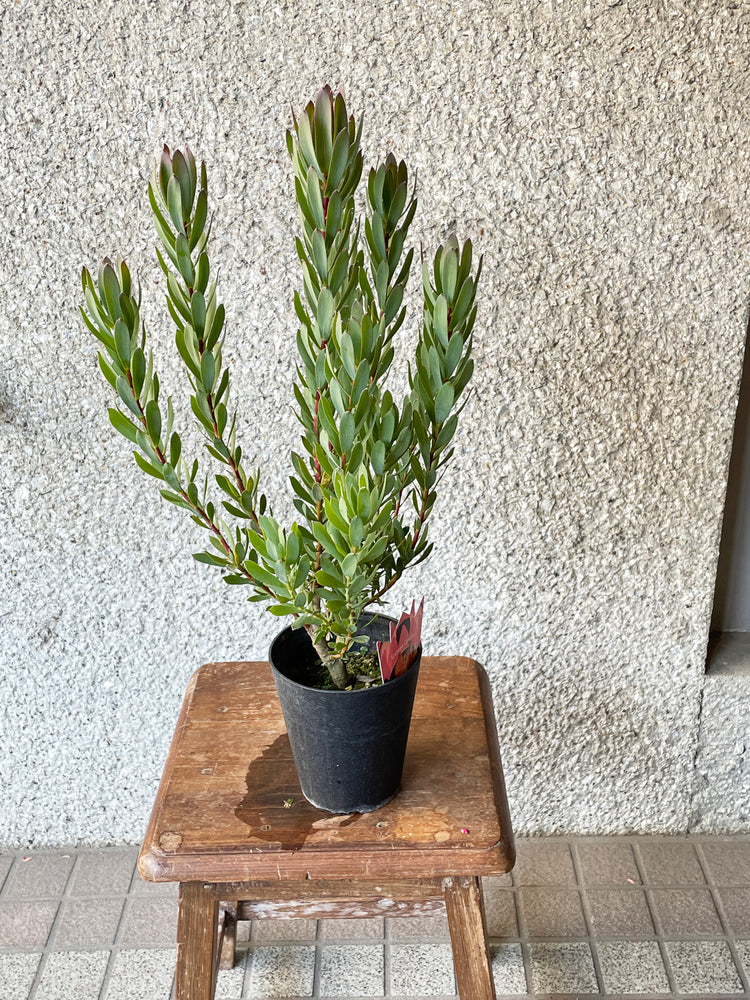 【オージープランツ】リューカデンドロン・シックスティーンキャンドル | 2312入荷