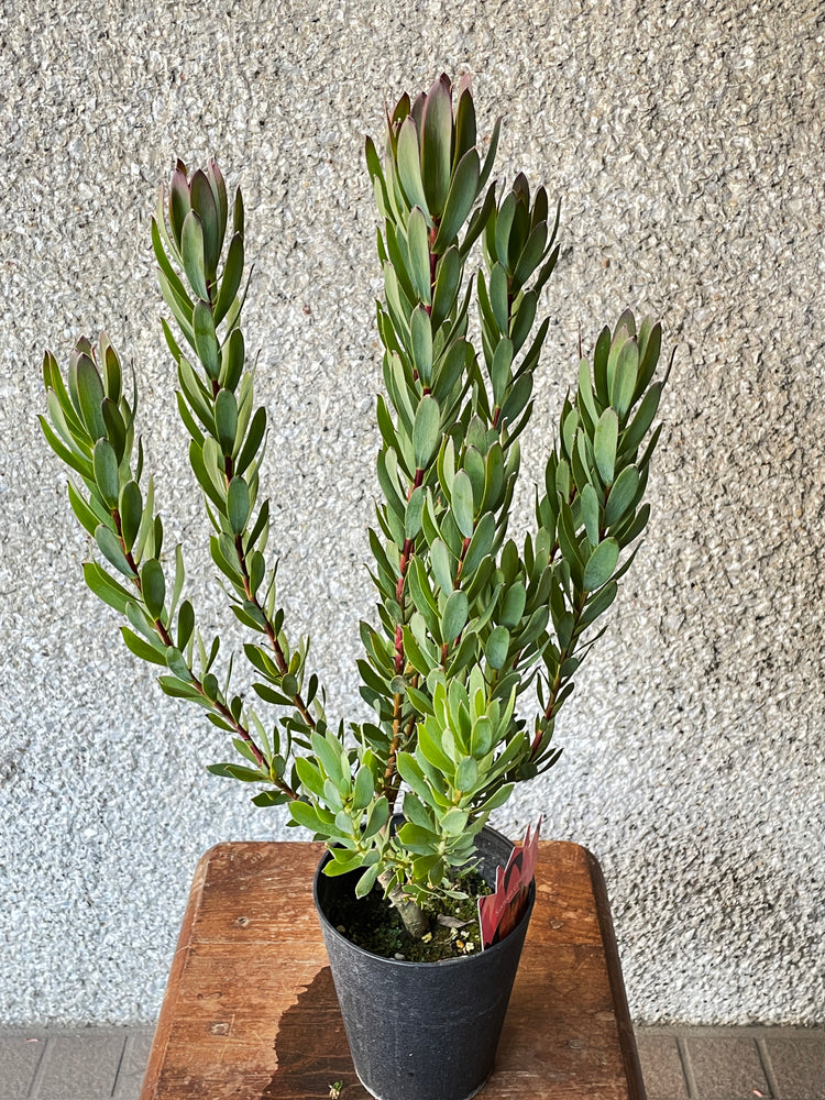 【オージープランツ】リューカデンドロン・シックスティーンキャンドル | 2312入荷