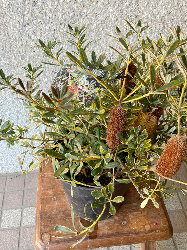 【オージープランツ】バンクシア・パラドサ|2312入荷