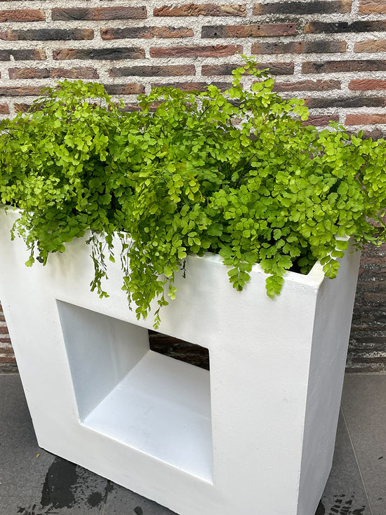 【観葉植物寄せ鉢_アレンジセット】230508入荷