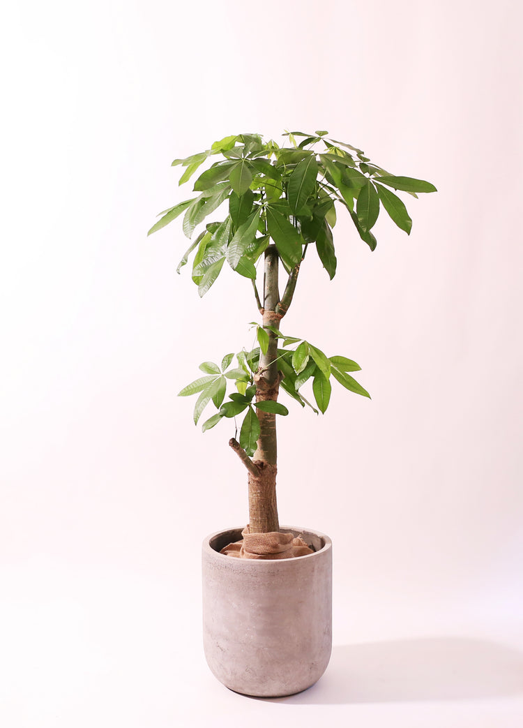 【大鉢】パキラ|2310入荷