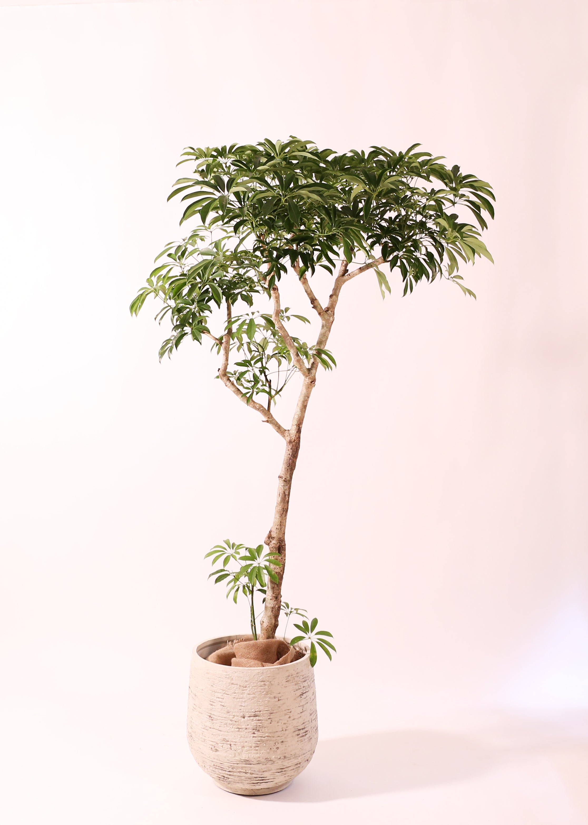 大鉢】シェフレラ｜2310入荷