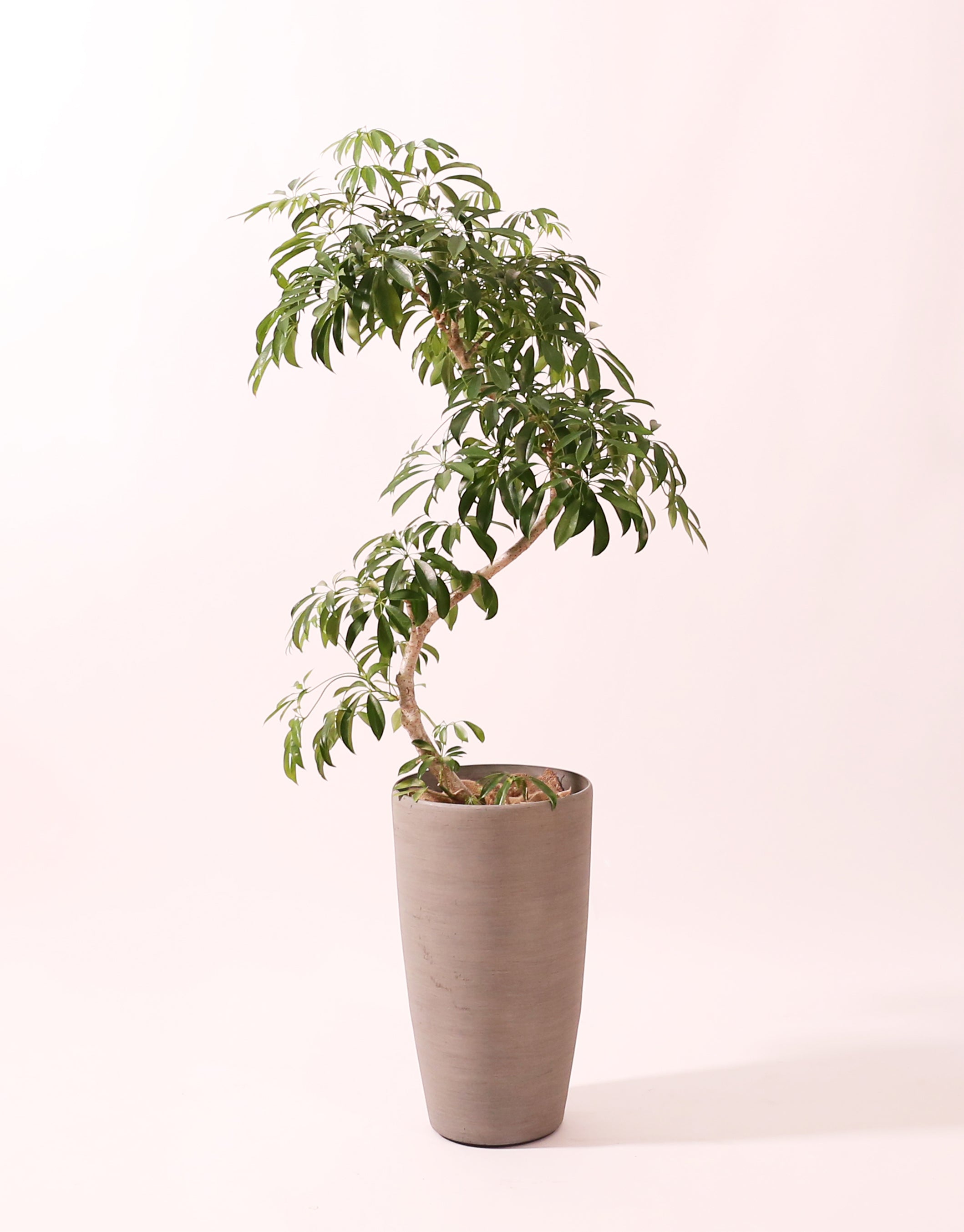 シェフレラ曲がり × 箱火鉢　観葉植物　火鉢　植木 シェフレラ曲がり × 箱火鉢 観葉植物 火鉢 植木 鉢底穴あり