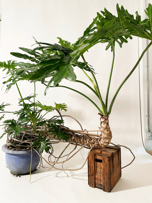 【特殊大鉢】セローム|2310入荷