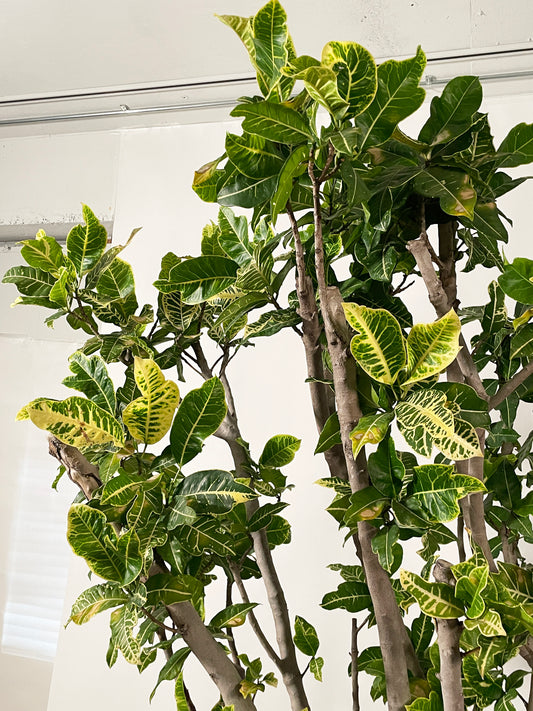 【特殊大鉢】クロトン|2310入荷