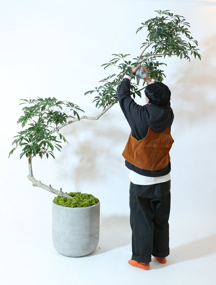 【特大懸崖仕立て】シェフレラ|230121入荷