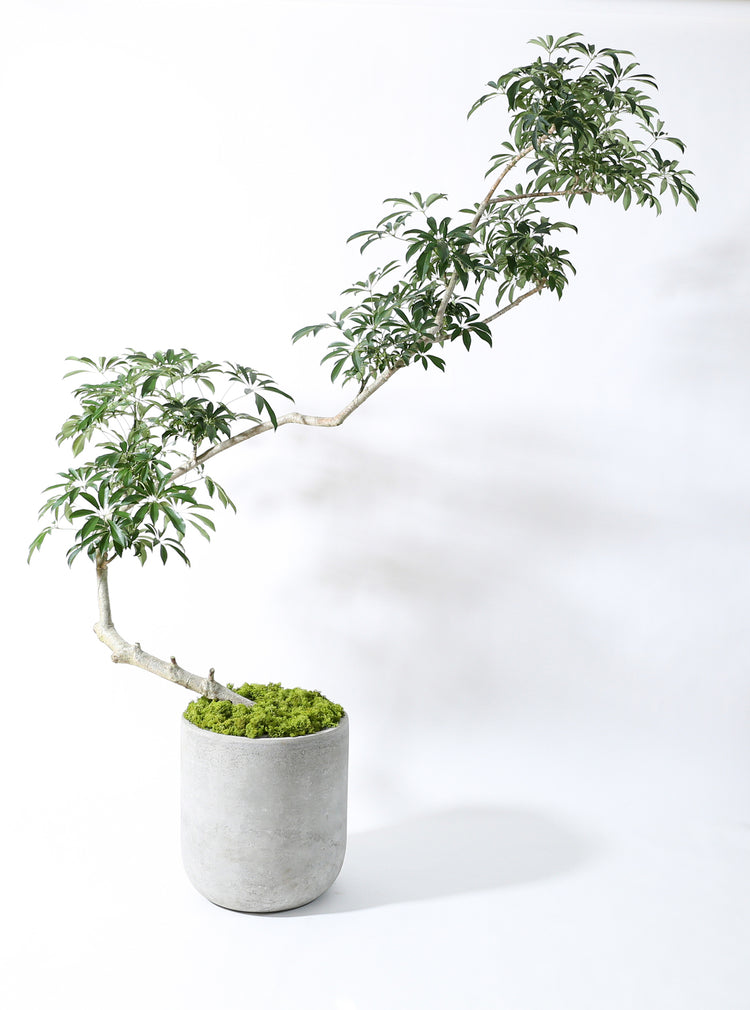 【特大懸崖仕立て】シェフレラ|230121入荷