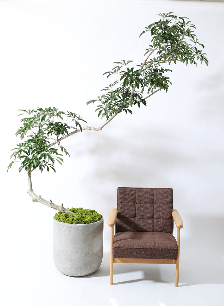 【特大懸崖仕立て】シェフレラ|230121入荷
