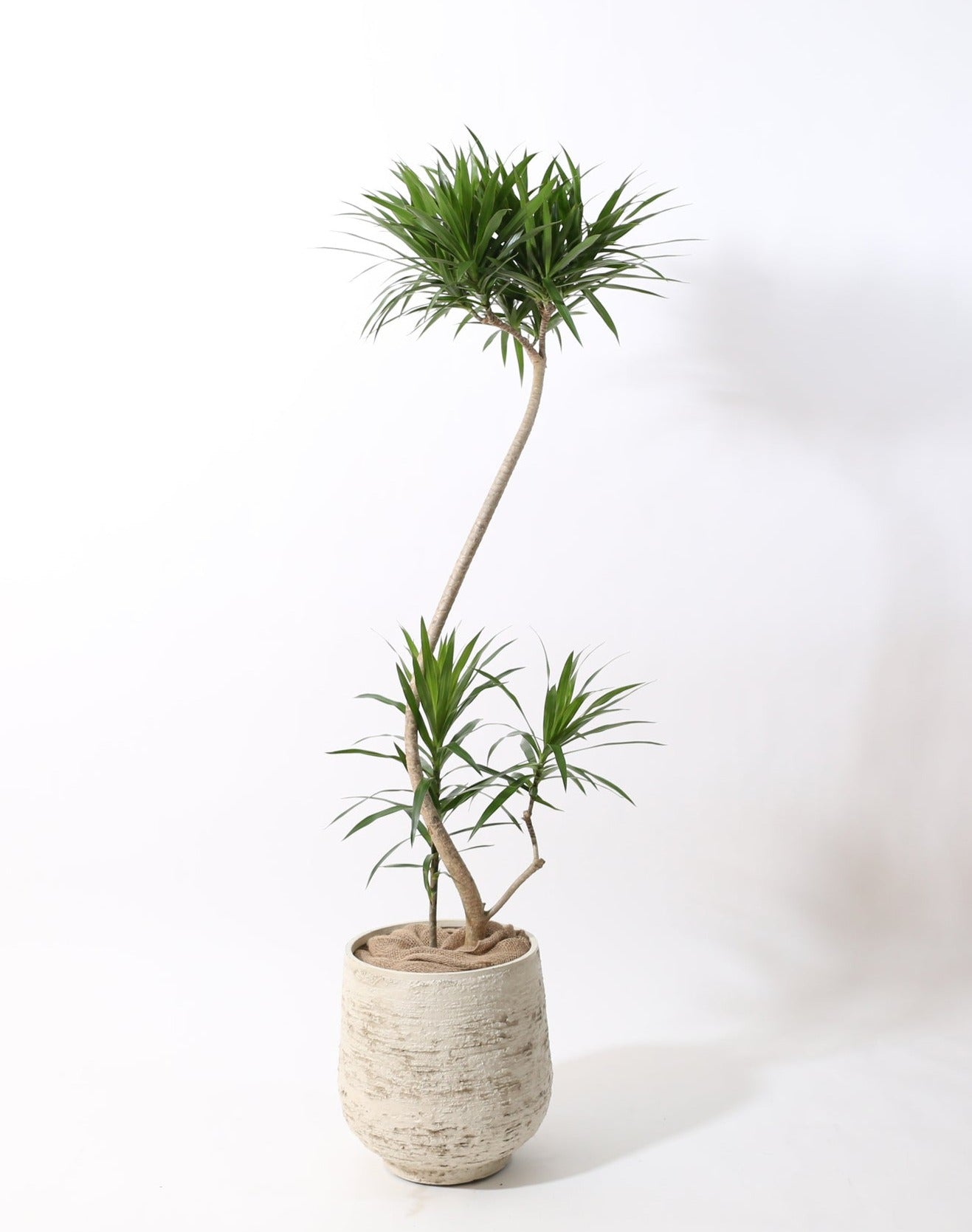 中鉢ベーシック】ドラセナコンパクタ｜特殊樹形の観葉植物ECサイト