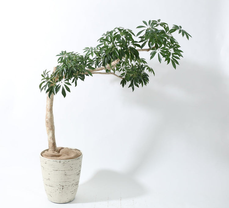 【大鉢懸崖仕立て】シェフレラ|230204入荷①