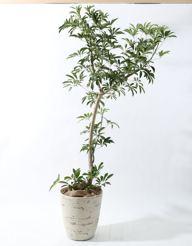 【大鉢シンボル】シェフレラ|230204入荷③