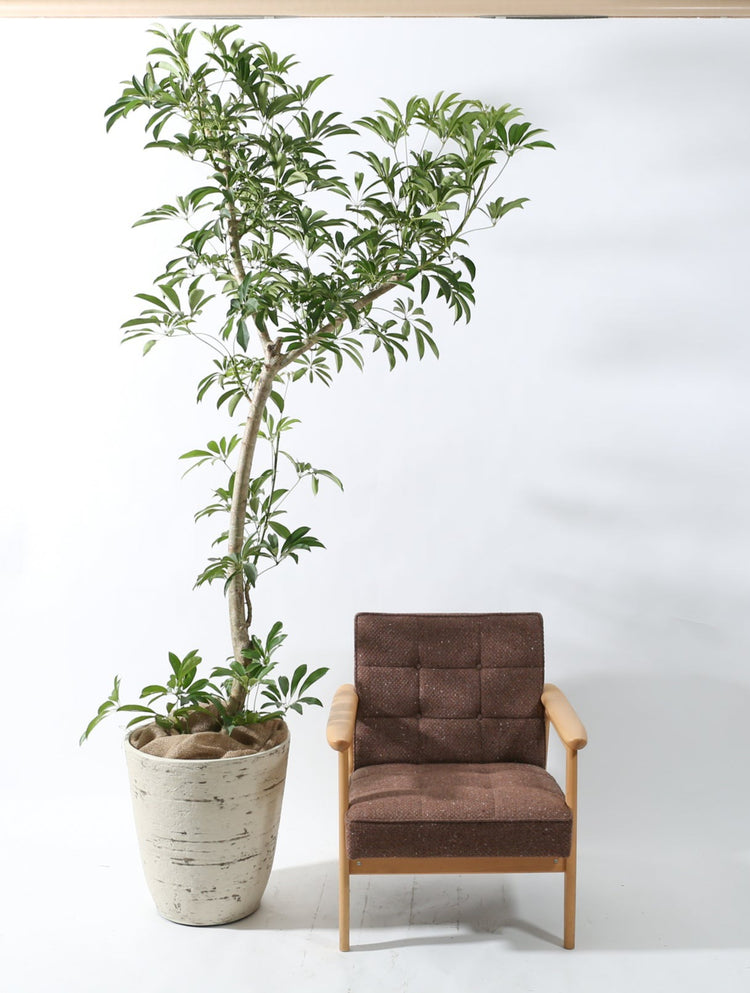 【大鉢シンボル】シェフレラ|230204入荷③
