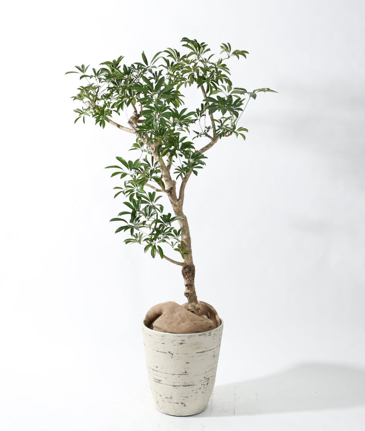 【大鉢ベーシック】シェフレラ|230204入荷④