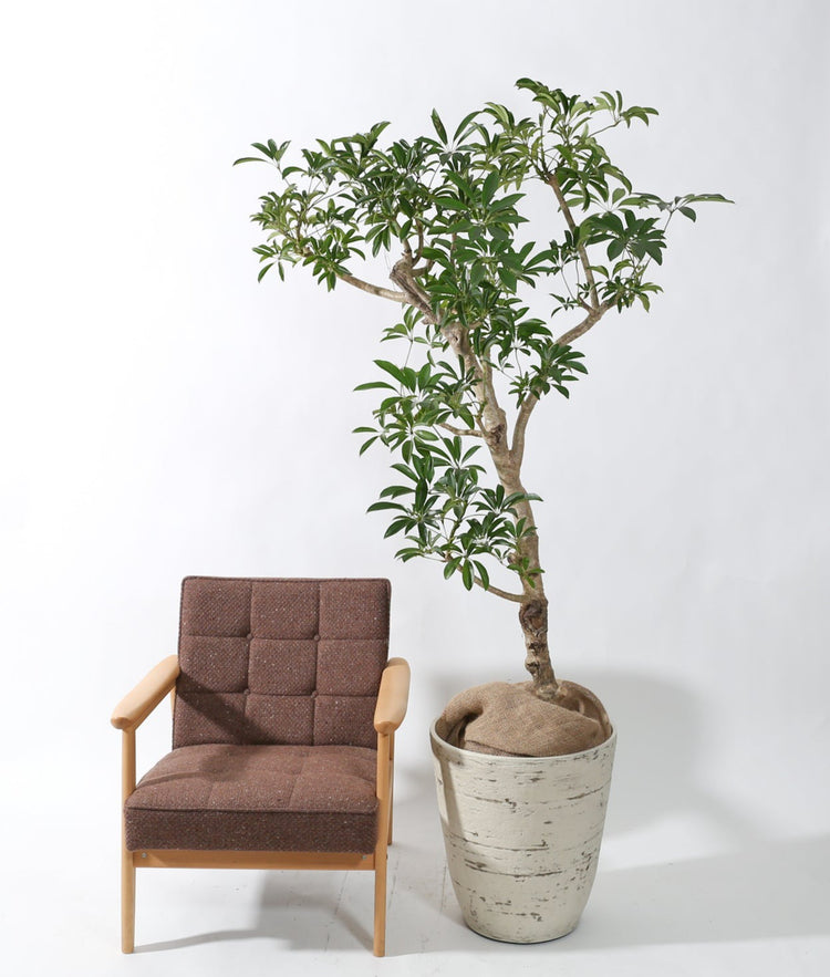 【大鉢ベーシック】シェフレラ|230204入荷④