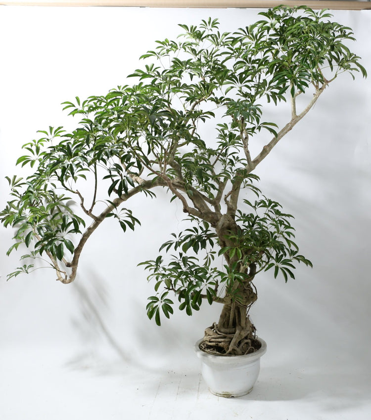 【特殊大鉢シンボル】シェフレラ|230204入荷⑥